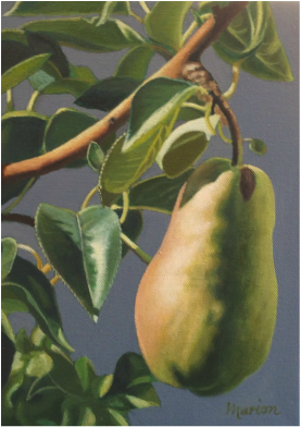 Hanging Pear